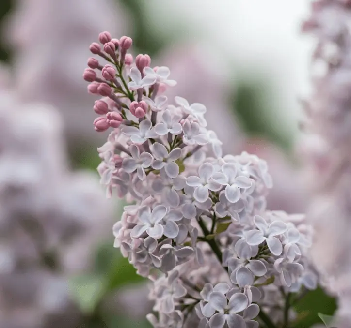blooming lilac pink