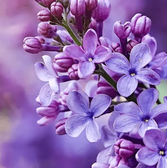 blooming lilac violett