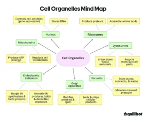 Mind map of the 7 types of cell organelles and their functions